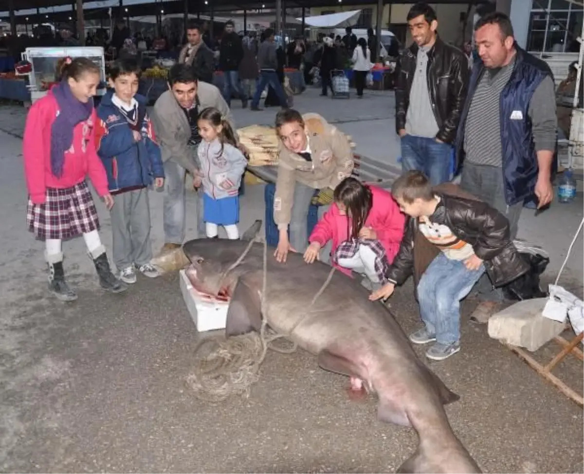 Denizli\'de 350 Kiloluk Köpek Balığı İlgi Odağı Oldu