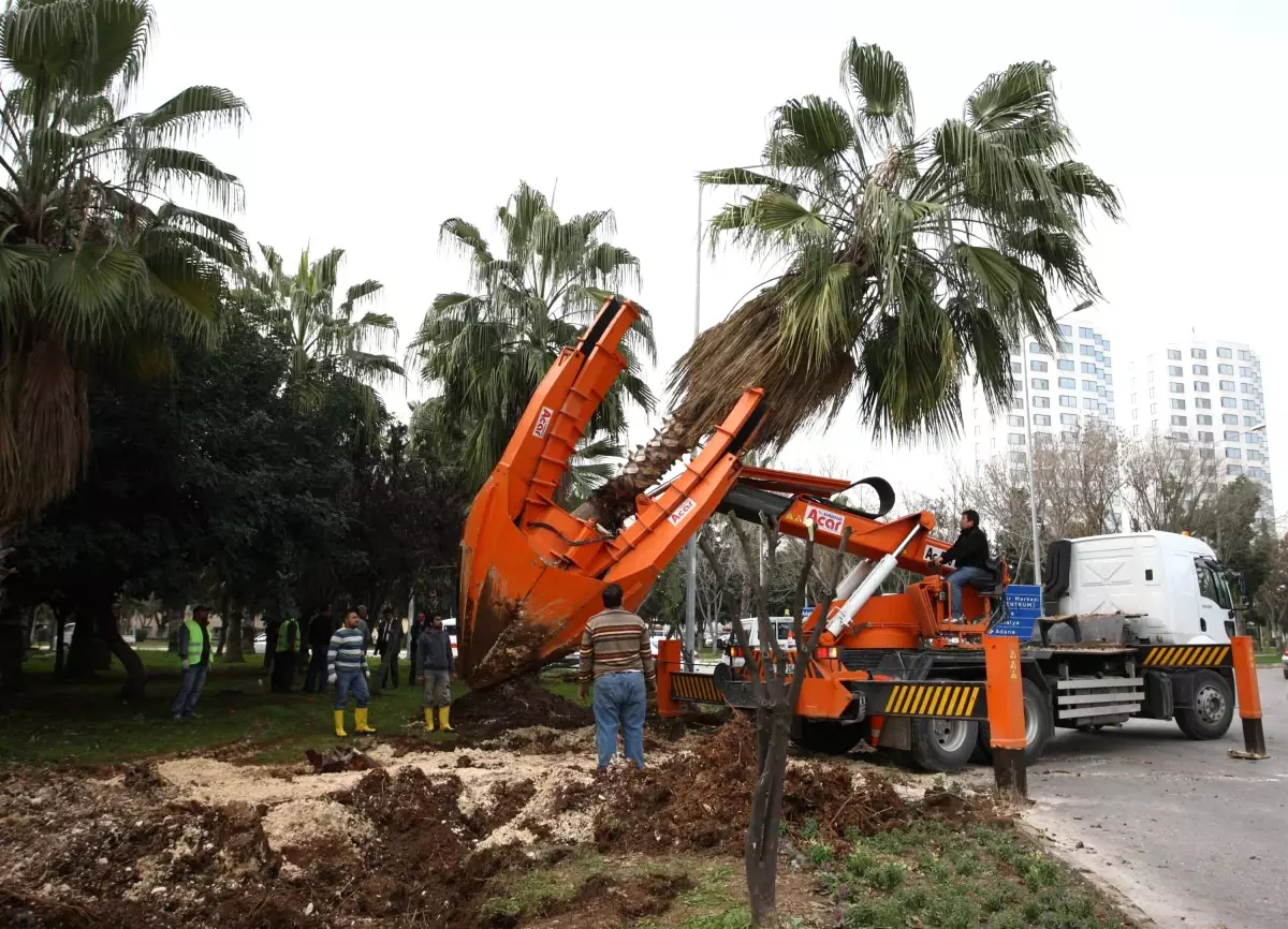 Mersin Göbekleri Lalelerle Renklenecek