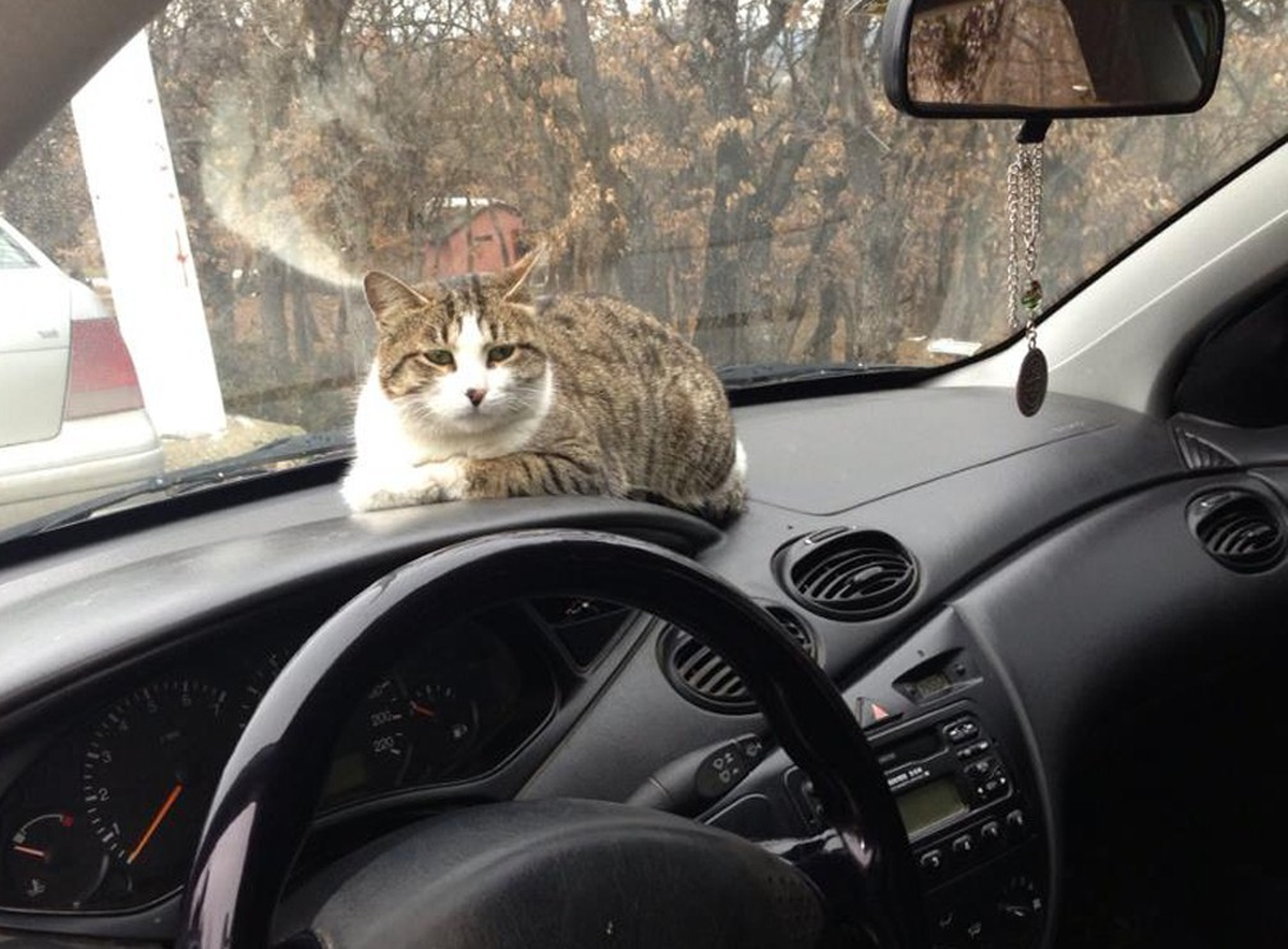 Soğukta Üşüyen Kedi Otomobilin İçinde Isındı