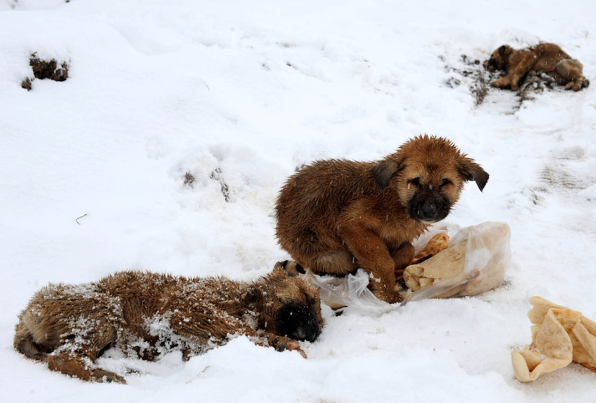 Donmak Üzere Olan Yavru Köpeklere, Muhabir Şefkati