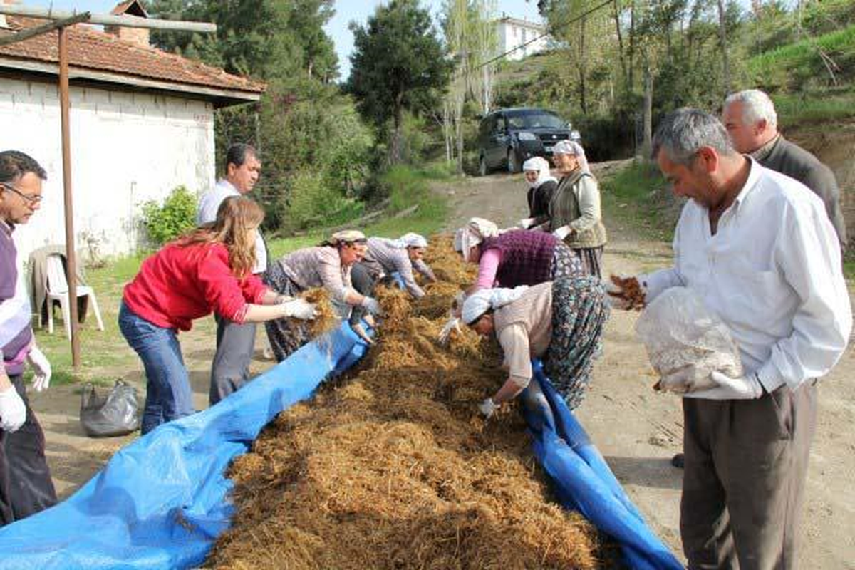 Kayın Mantarı Üreticinin Gözdesi Oldu