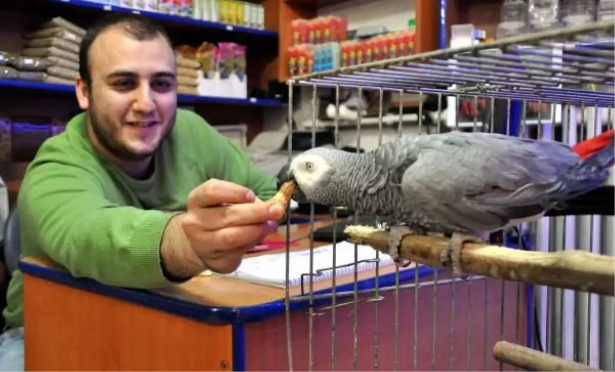 Kedi Gibi Miyavlayan Papağan