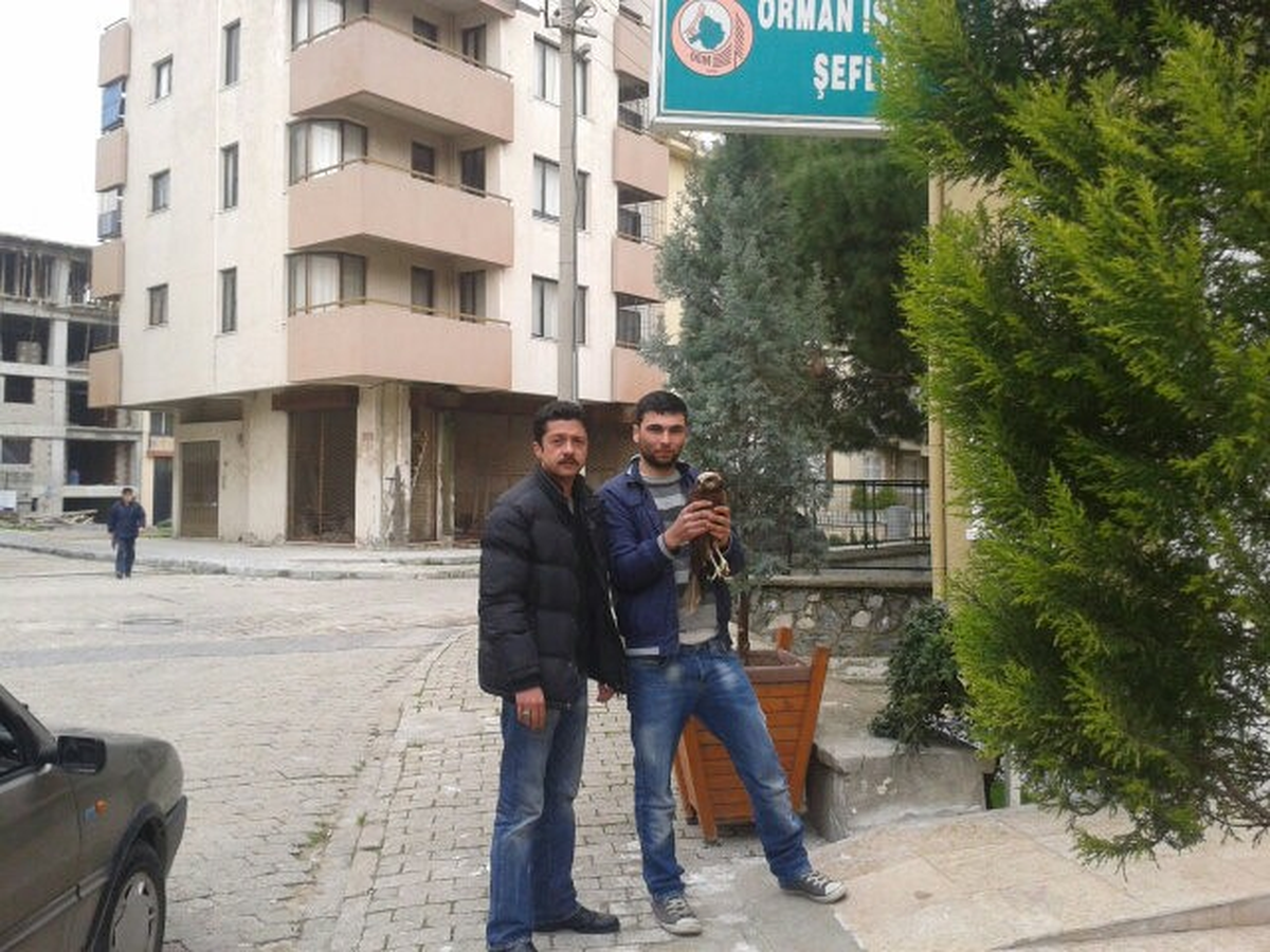 Sökeli Avcıların Yaralı Şahin Duyarlılığı