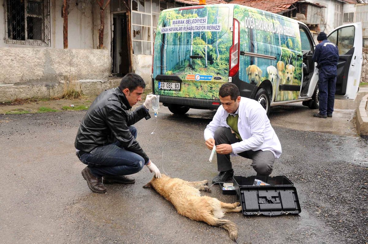 Yaralı Köpeğe Belediyeden Şefkat