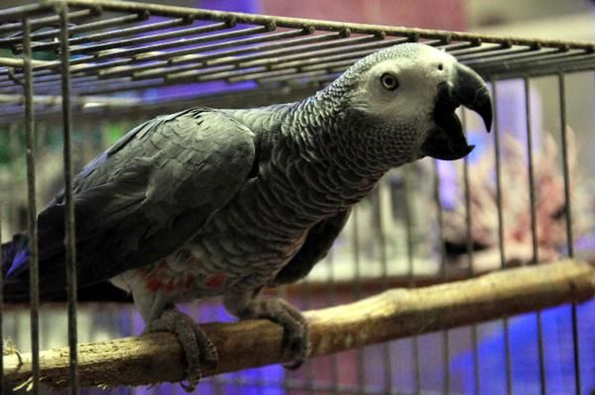 Zonguldak Kedi Taklidi Yapan Papağan İlgi Görüyor Kedi Taklidi Yapan Papağan İlgi Görüyor