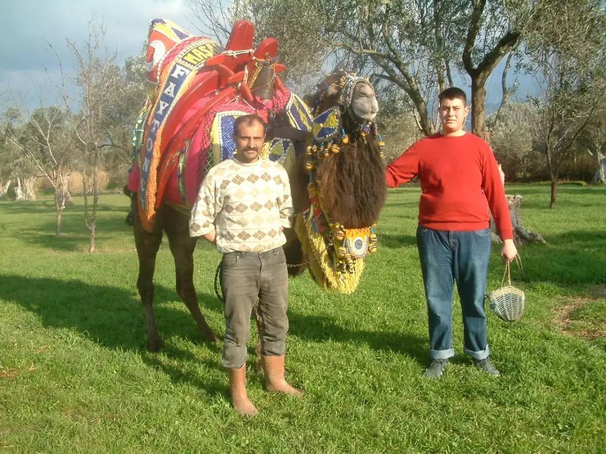 Burhaniye\'de Şampiyon Develer İtibar Görüyor