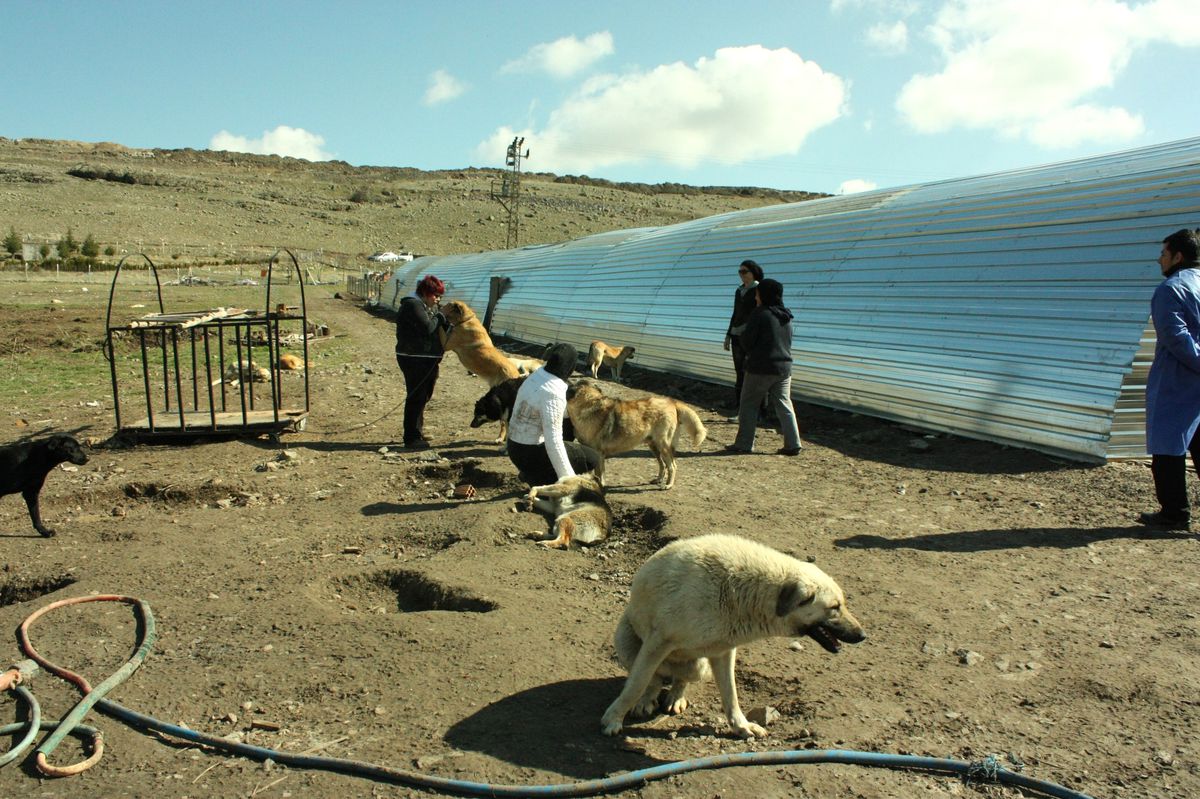 Şiddet Mağduru Köpekler Artık Sahipsiz Değil