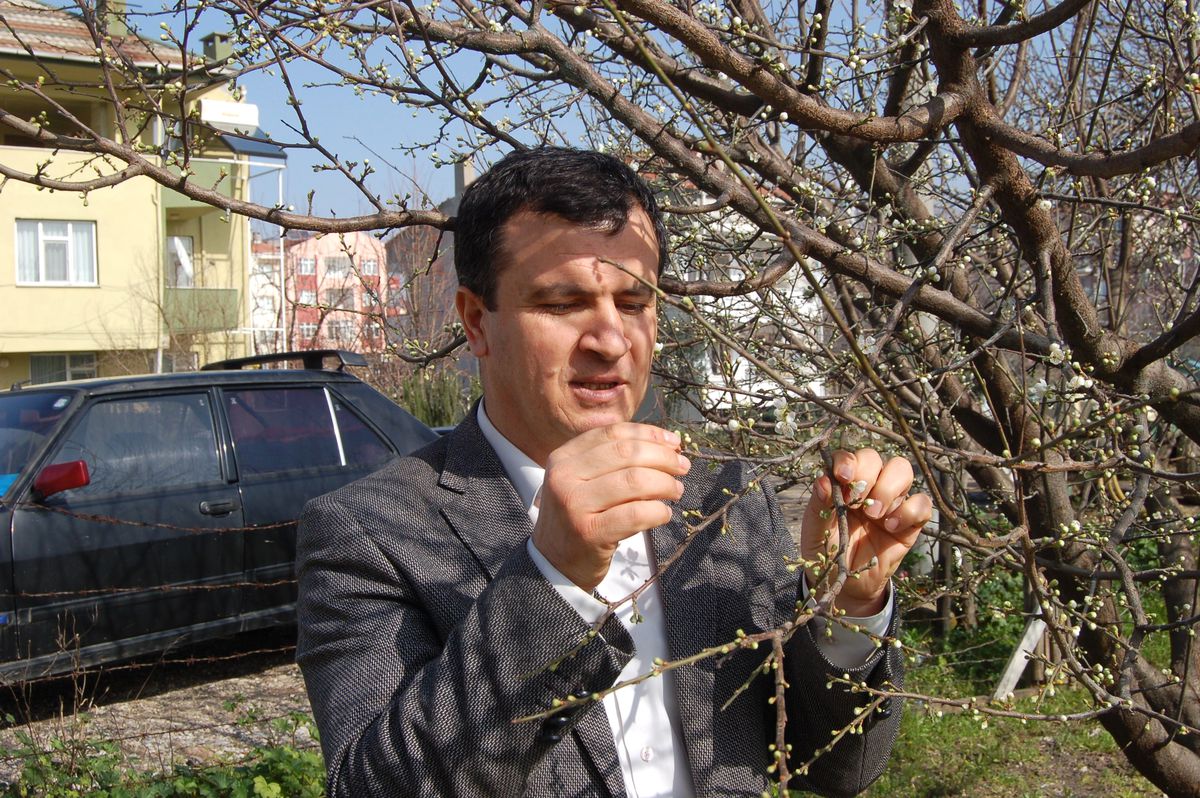 Ağaçlar Güneşe Aldandı