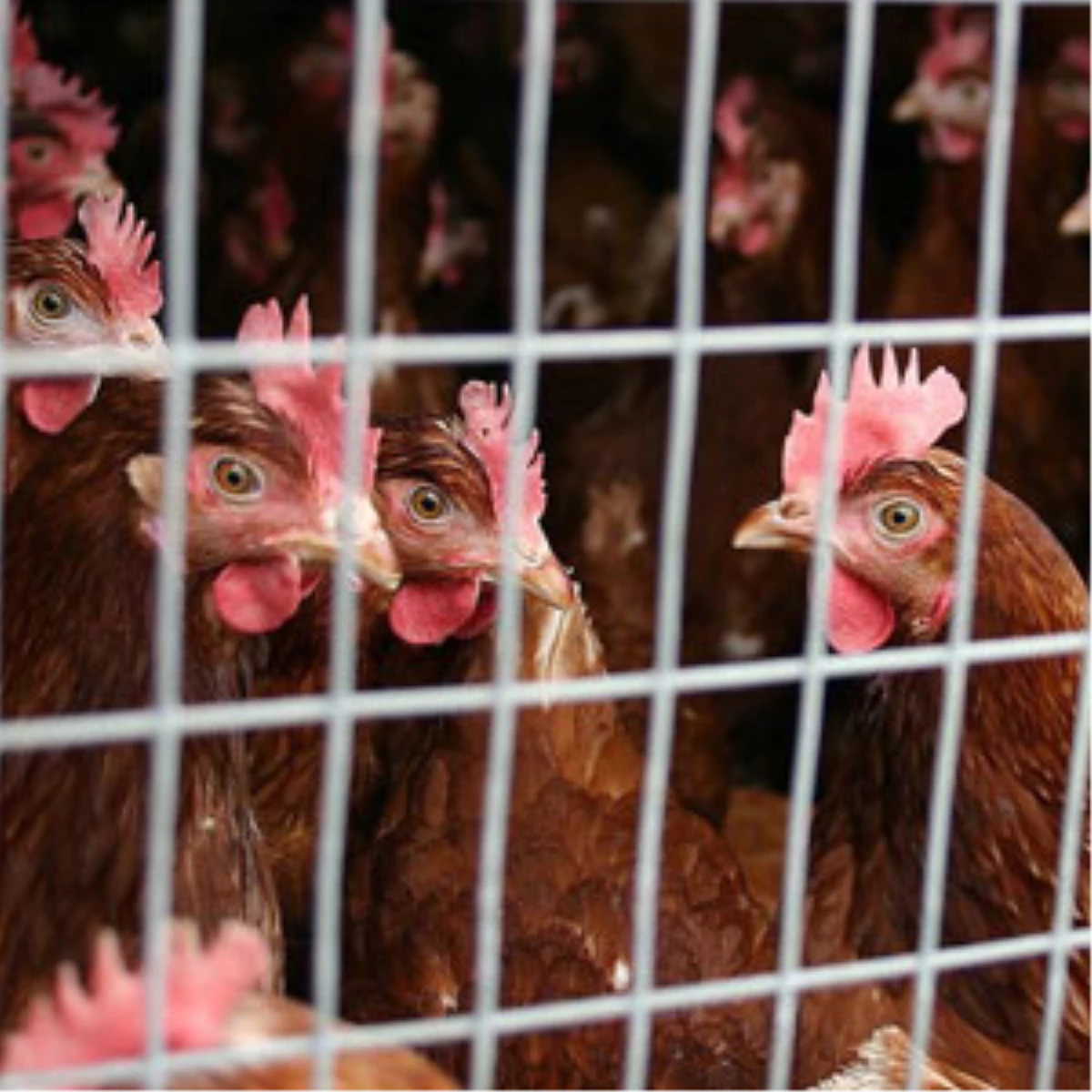 Almanya\'da "Tavuklara İşkence" Soruşturması