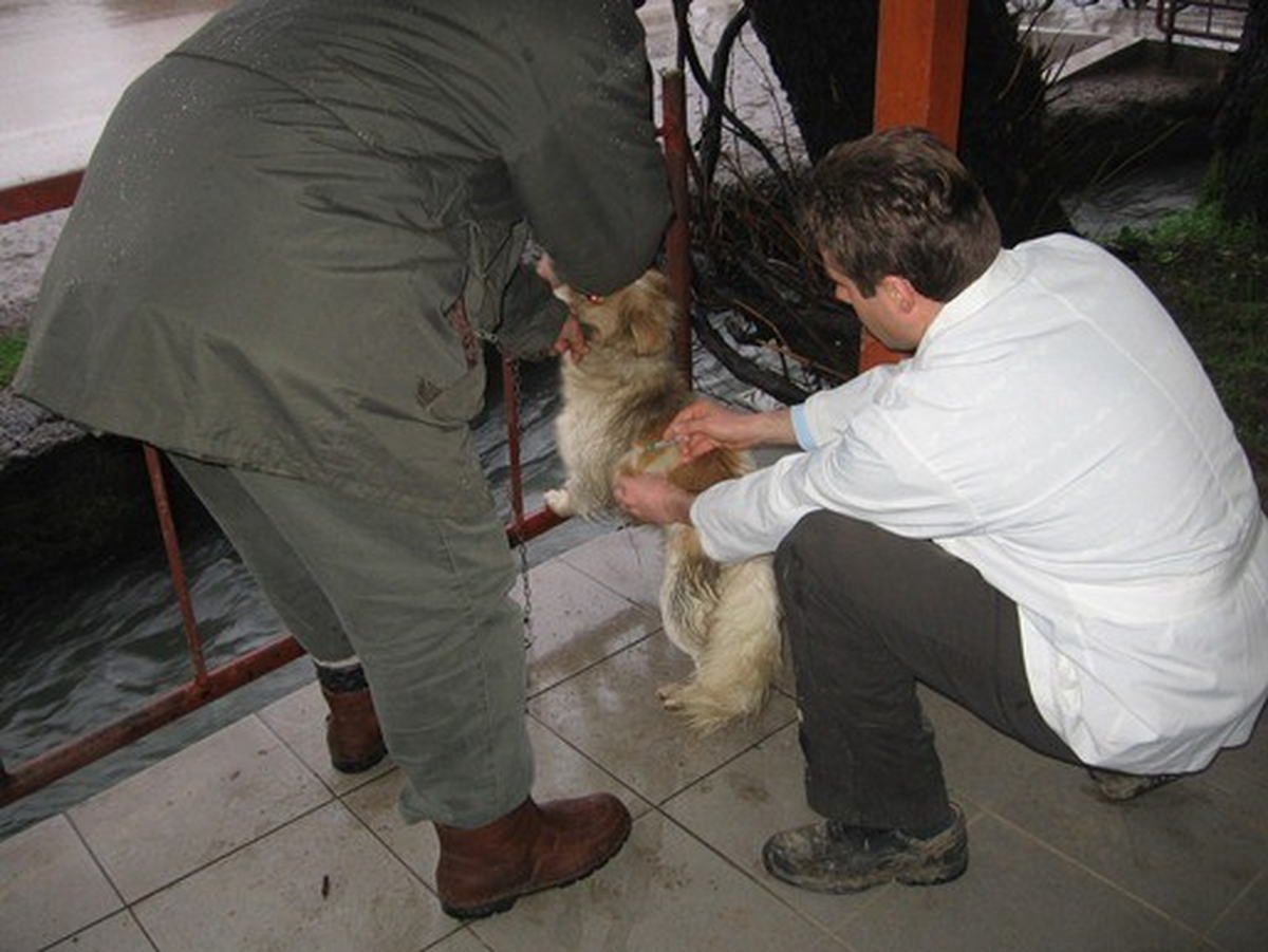 Düzce\'de 7 Bin 500 Kedi Köpek Aşılanacak