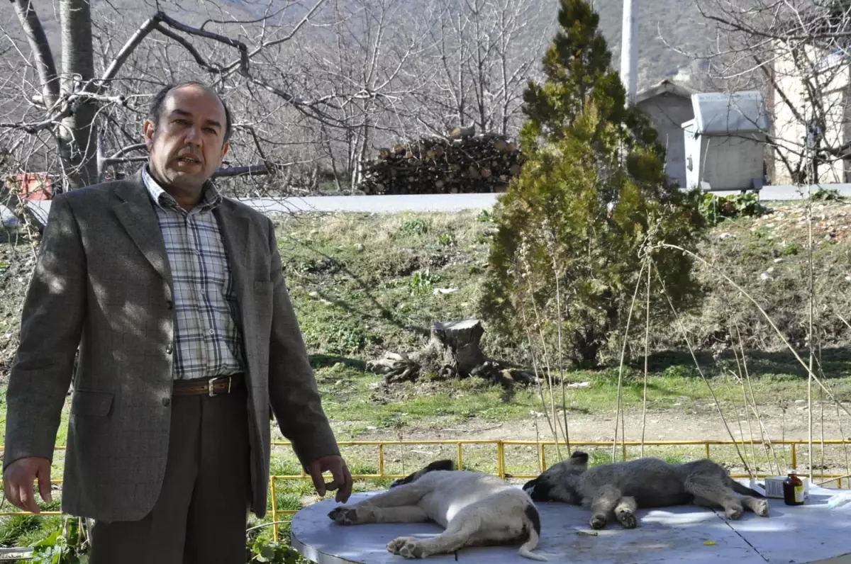 Köpekleri Zehirlenen Emekli Polis Savcılığa Başvurdu