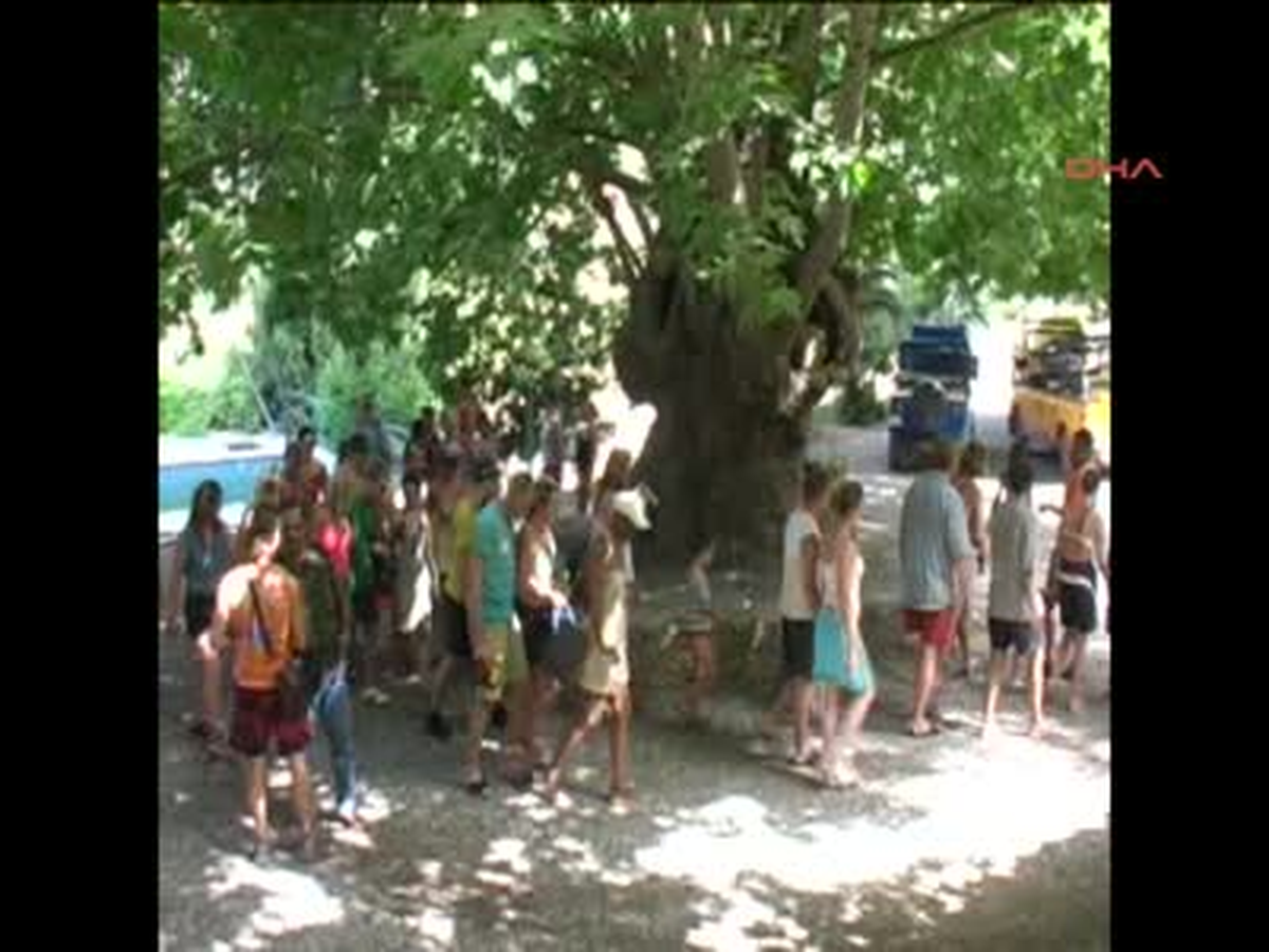 Marmaris Bayır\'da İki Ağaç Daha Turizme Açılacak Bayır\'da İki Ağaç Daha Turizme Açılacak