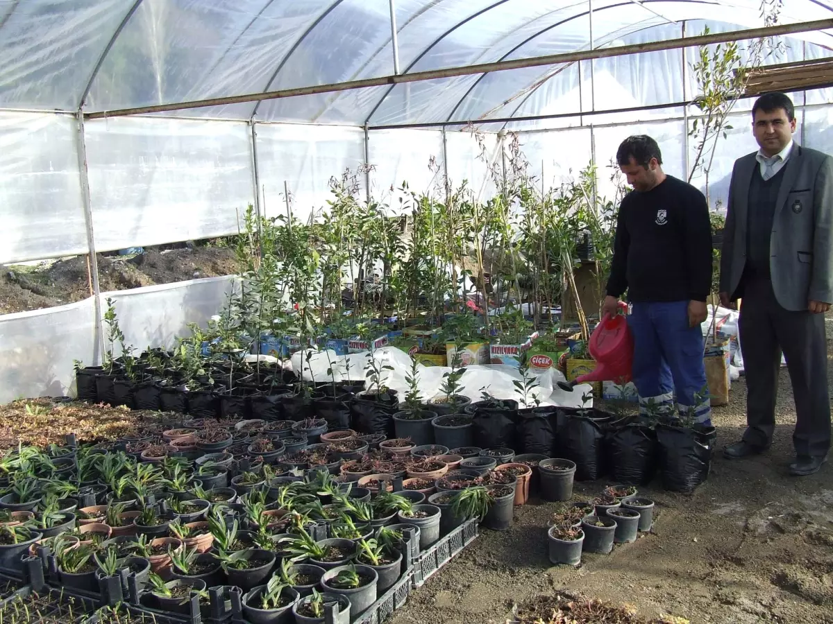 Ortaca Belediyesi Çiçeğini Kendisi Yetiştiriyor