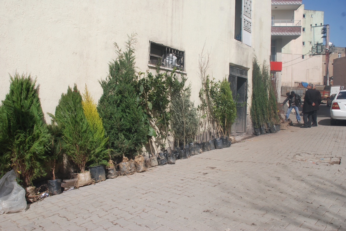 Şırnaklı Vatandaşlardan Fidanlara Yoğun İlgi