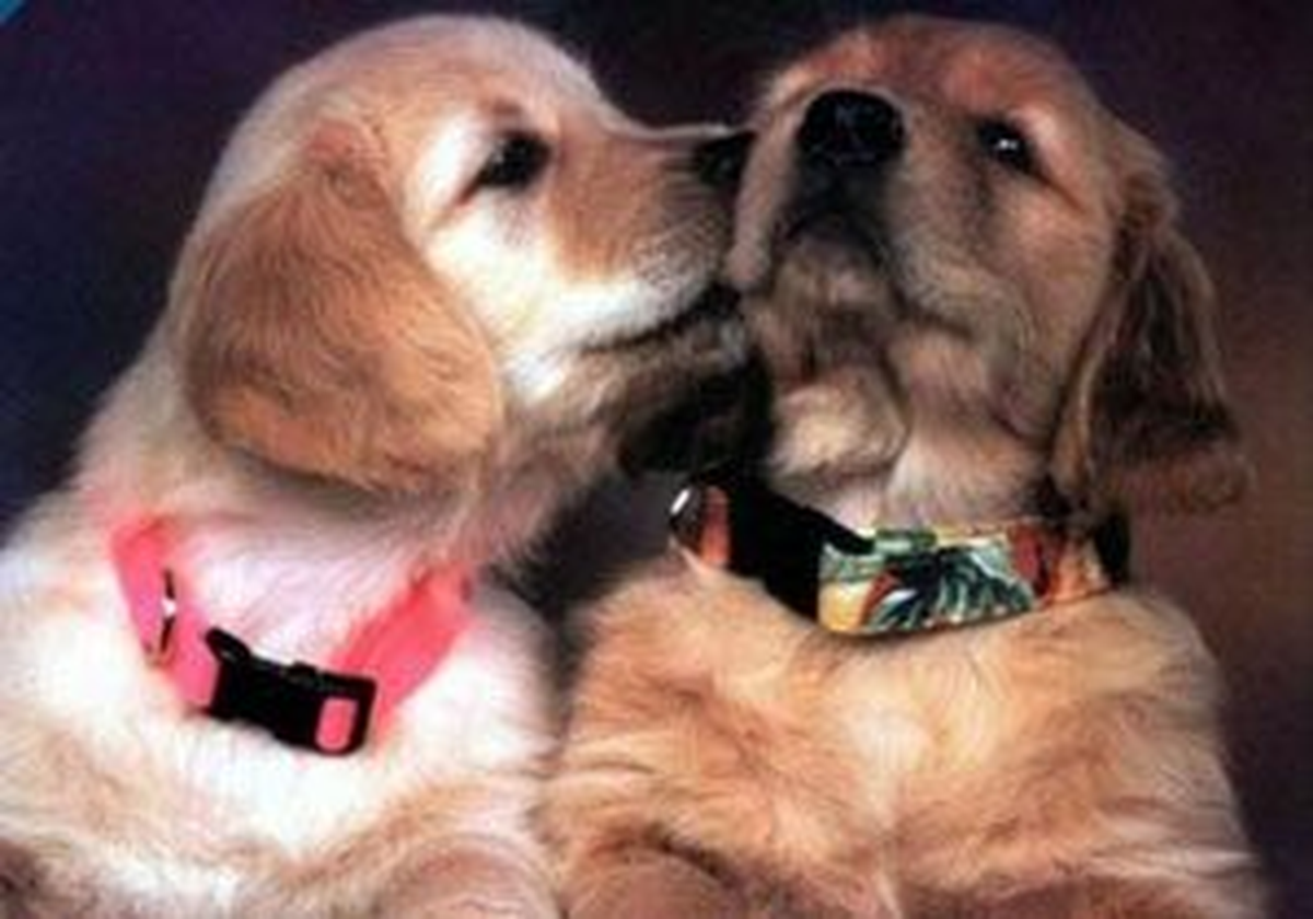 Bodrum\'da 8 Yavru Köpek Yuva Arıyor