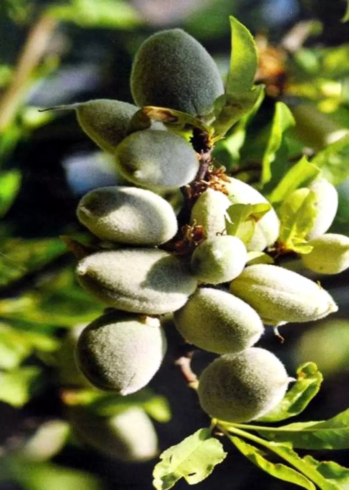 Datça\'da İlk Çağla 25 TL\'den Alıcı Buldu