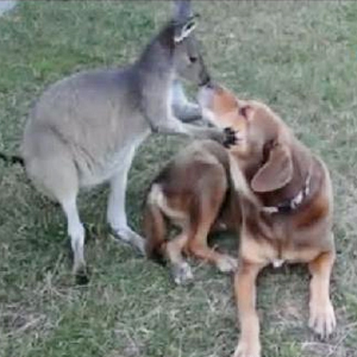 Kangru ile Köpeğin Aşkı