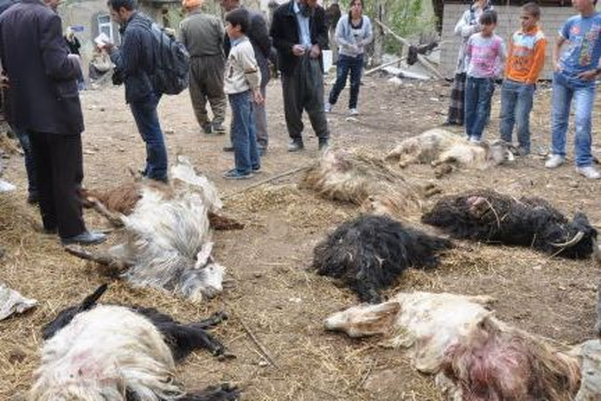 Keçilerini Telef Eden 3 Köpeği Öldürdü