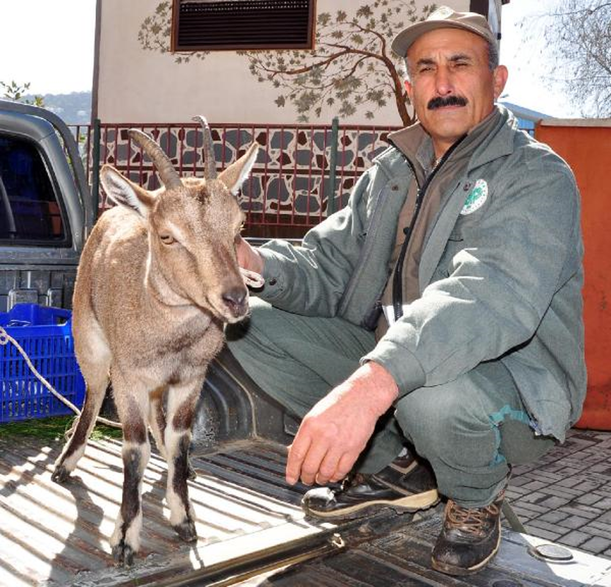Köpeklerden Kaçan Yaban Keçisini Köylüler Kurtardı