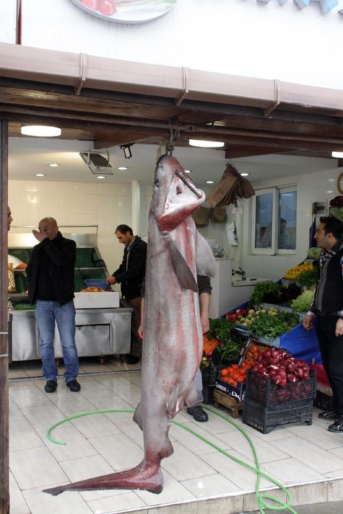 Marmara\'dan 300 Kiloluk Dev Çıktı