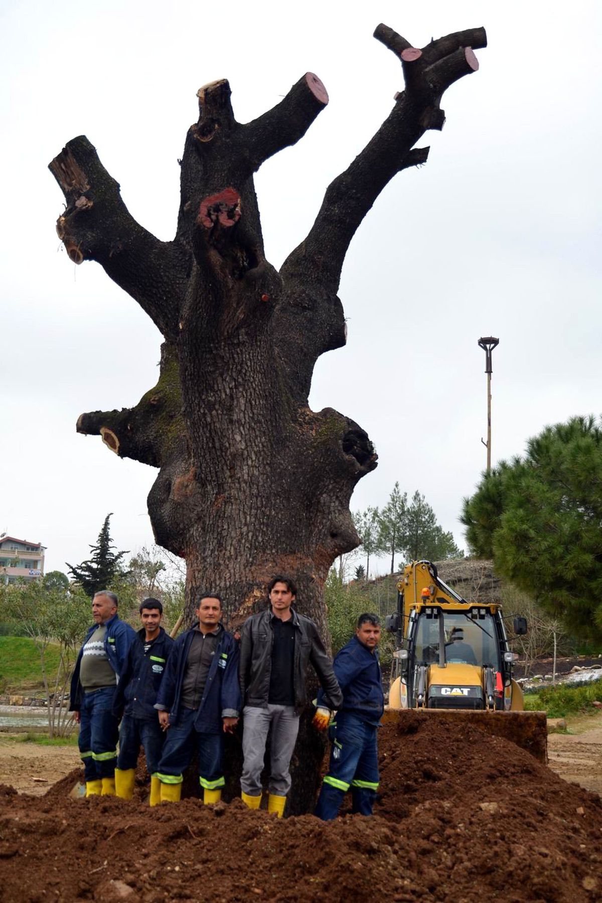 500 Yıllık Ağaç Kurtarıldı
