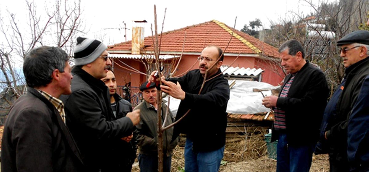 Aydın\'da Kiraz Hastalıklarla Mücadele Başlatıldı