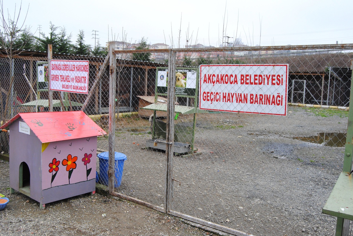 Belediye Veterineri Yılmaz "Kesinlikle Köpek Öldürmüyoruz"