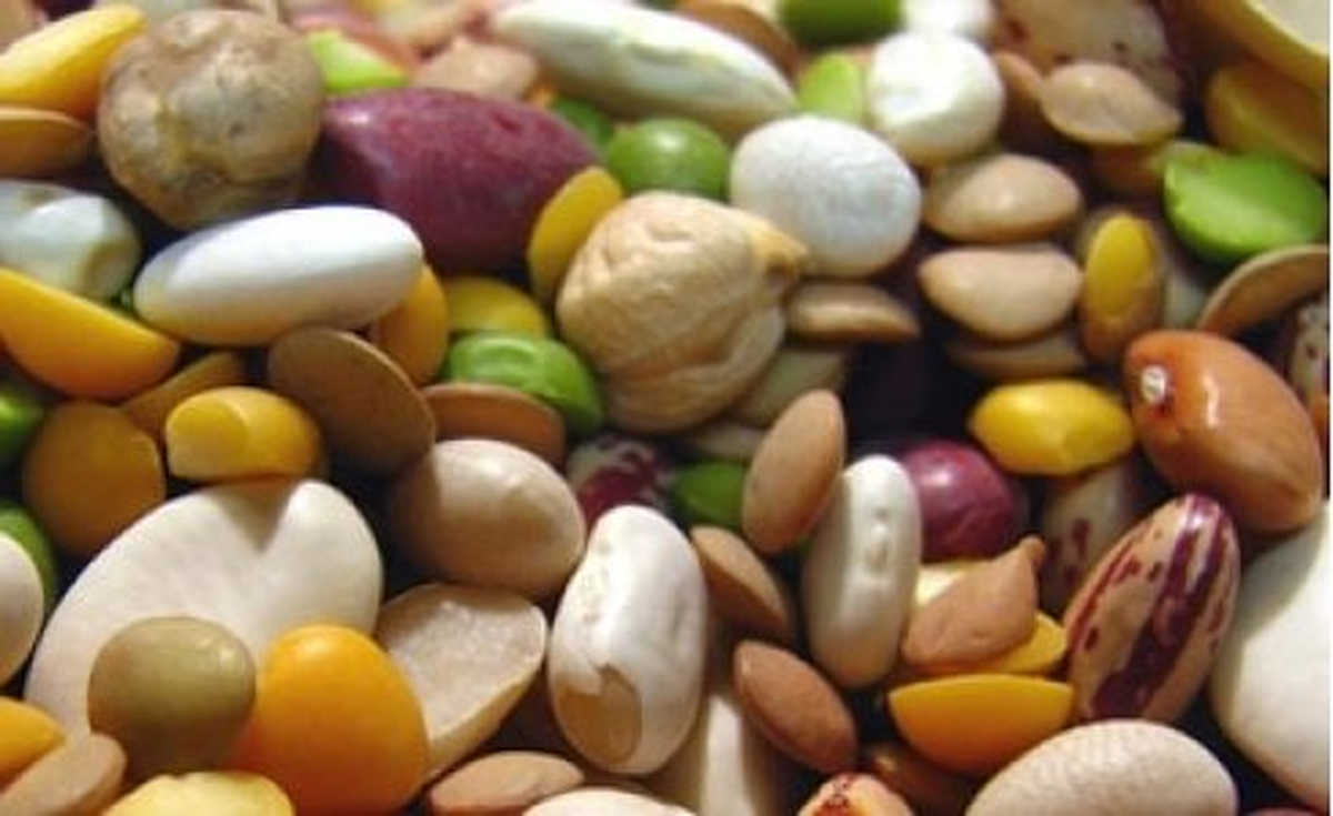 Çiftçilere Buğday, Arpa ve Baklagiller Anlatıldı
