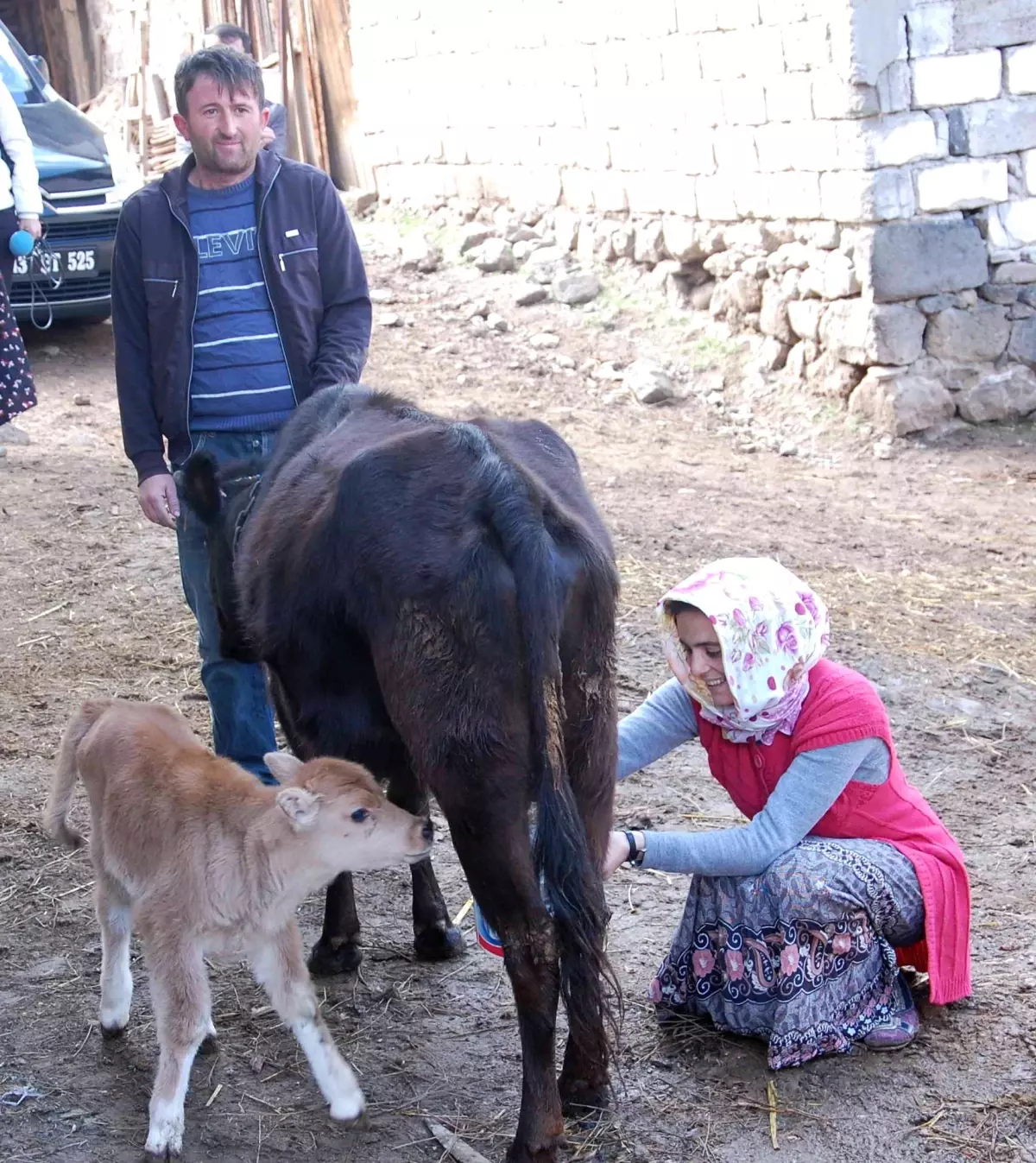 Dar Gelirli Ailelere Süt İneği Desteği