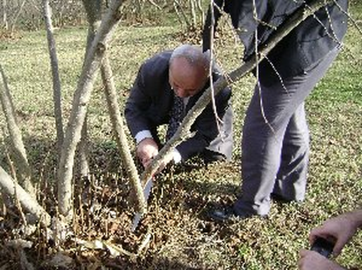 Fındıkta Gübreleme ve Budama Teknikleri