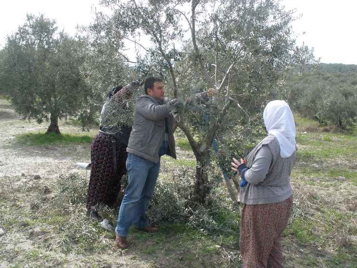 Kadın Çiftçilere Zeytin Ağacı Budama Eğitimi Verildi