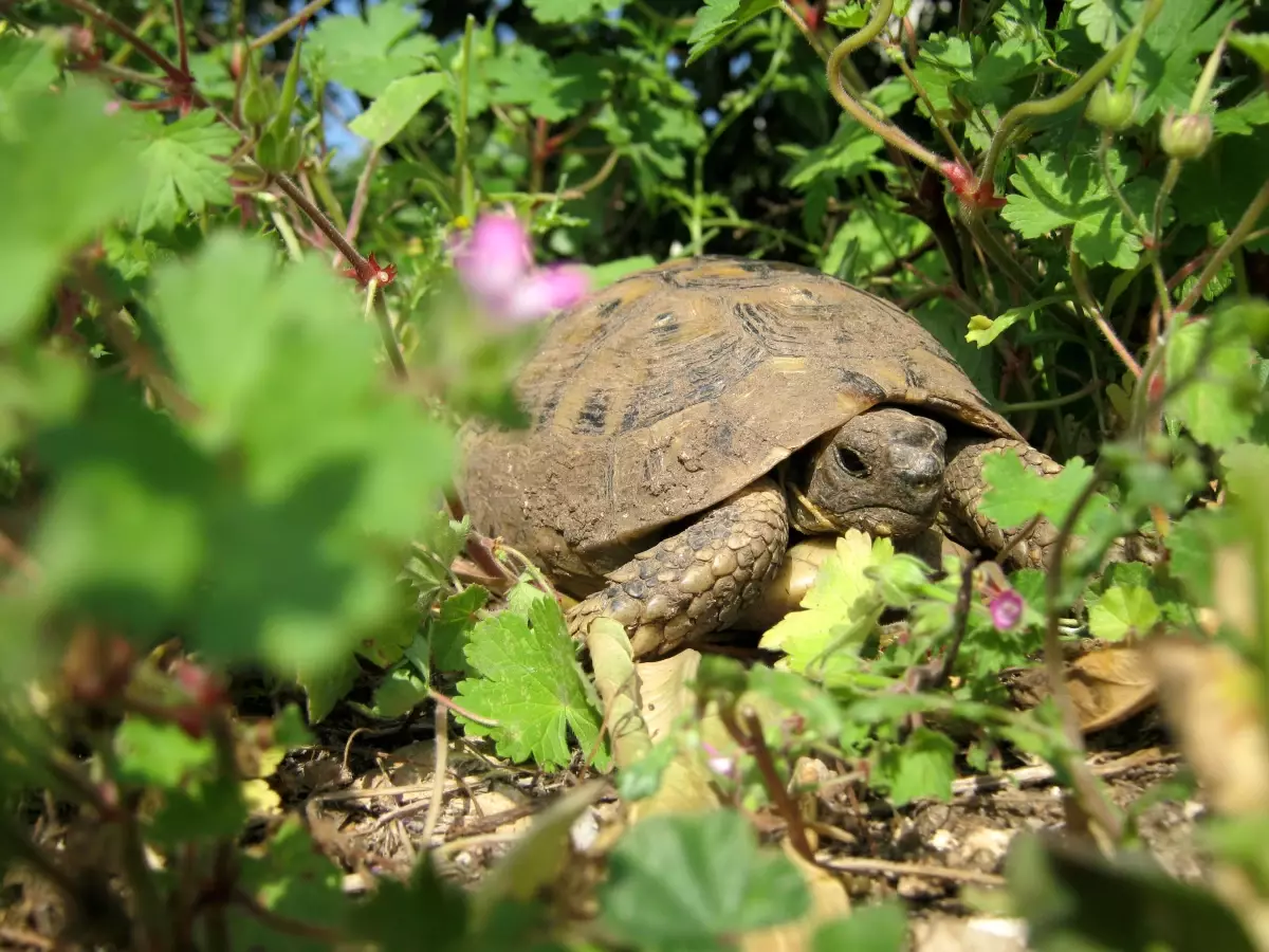 Kaplumbağalar Kış Uykusundan Uyandı