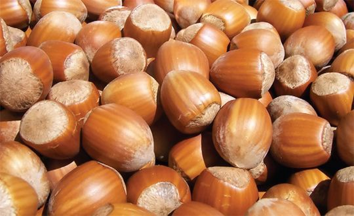 Samsun\'da Fındık Hırsızlığı İddiası