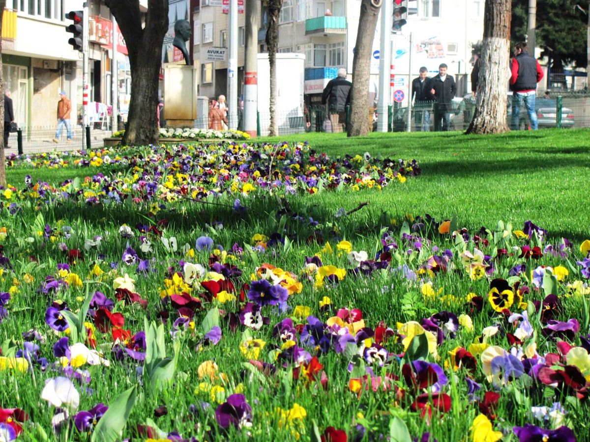 Trabzon\'da Erken Bahar Çiçek Açtırdı