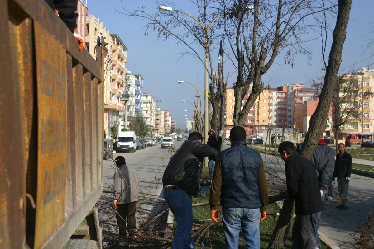 Batman Belediyesi\'nden Ağaç Budama İşlemi