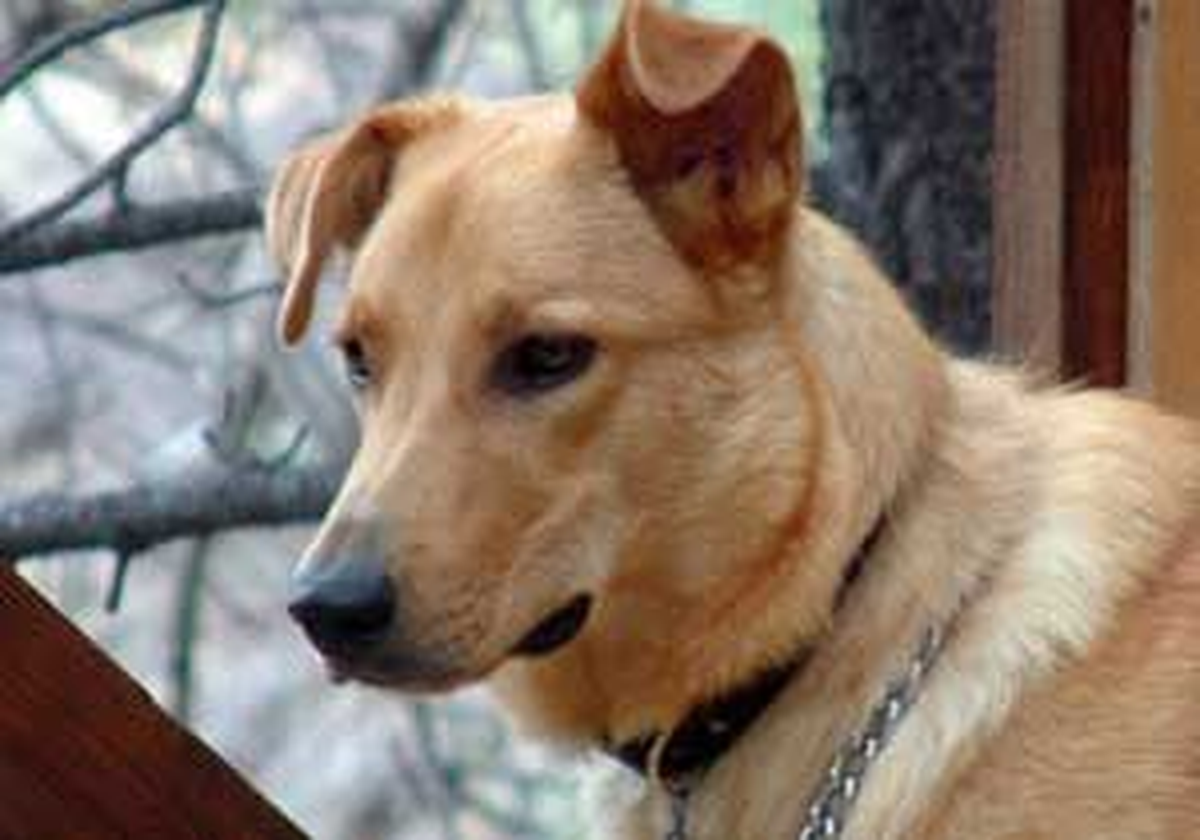 Fethiye Köpeğe Tecavüze 406 TL Para, 10 Ay Hapis Cezası Köpeğe Tecavüze 406 TL Para, 10 Ay Hapis...