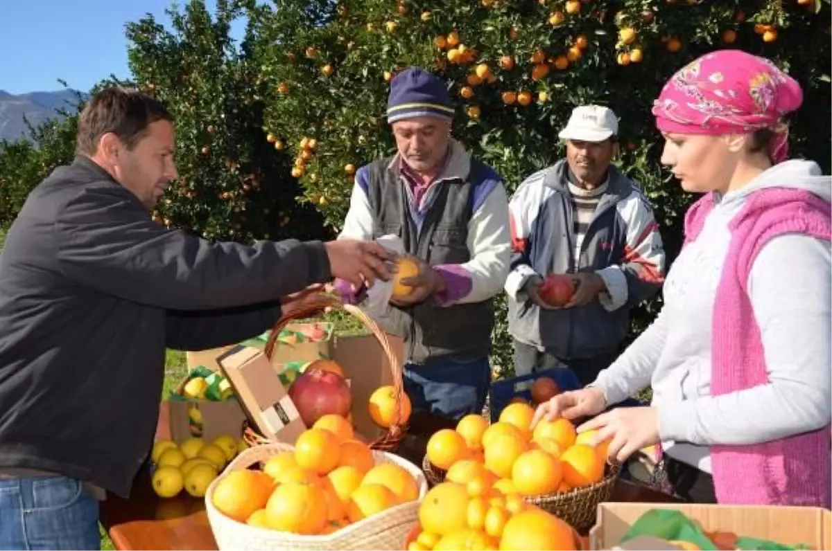 Finike Portakalı "Sahtecilerin" Tehdidi Altında