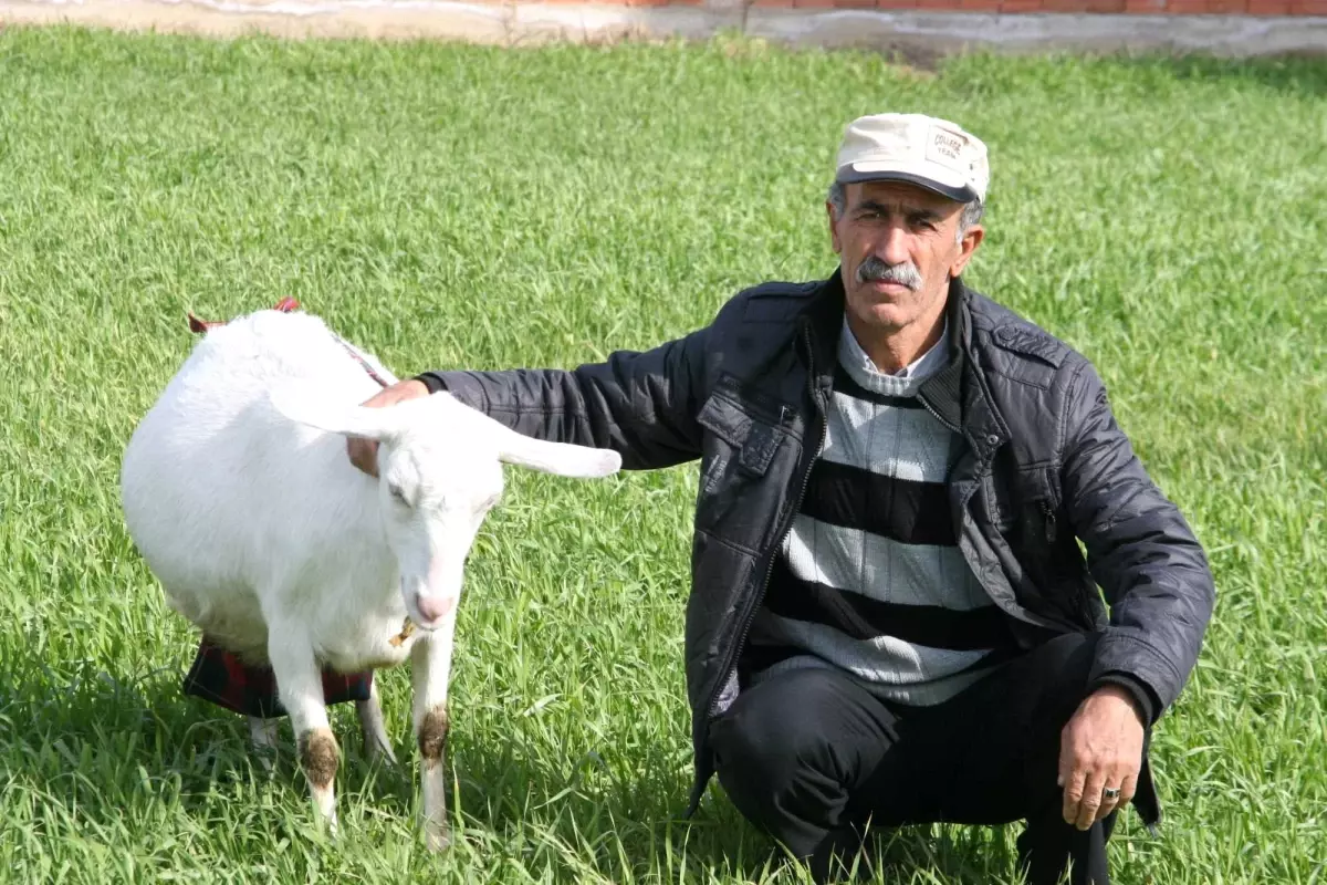 Haber Olan Keçiler Çalındı