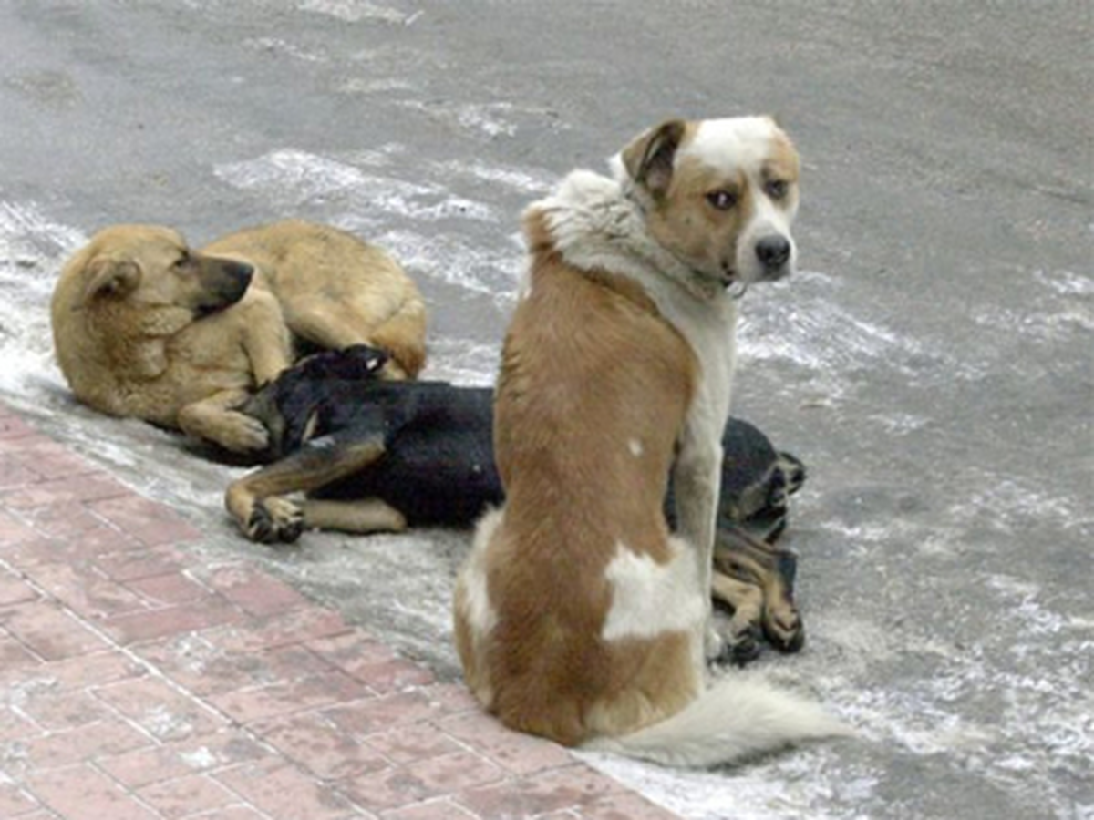 Köpeğe Tecavüze 10 Ay Hapis