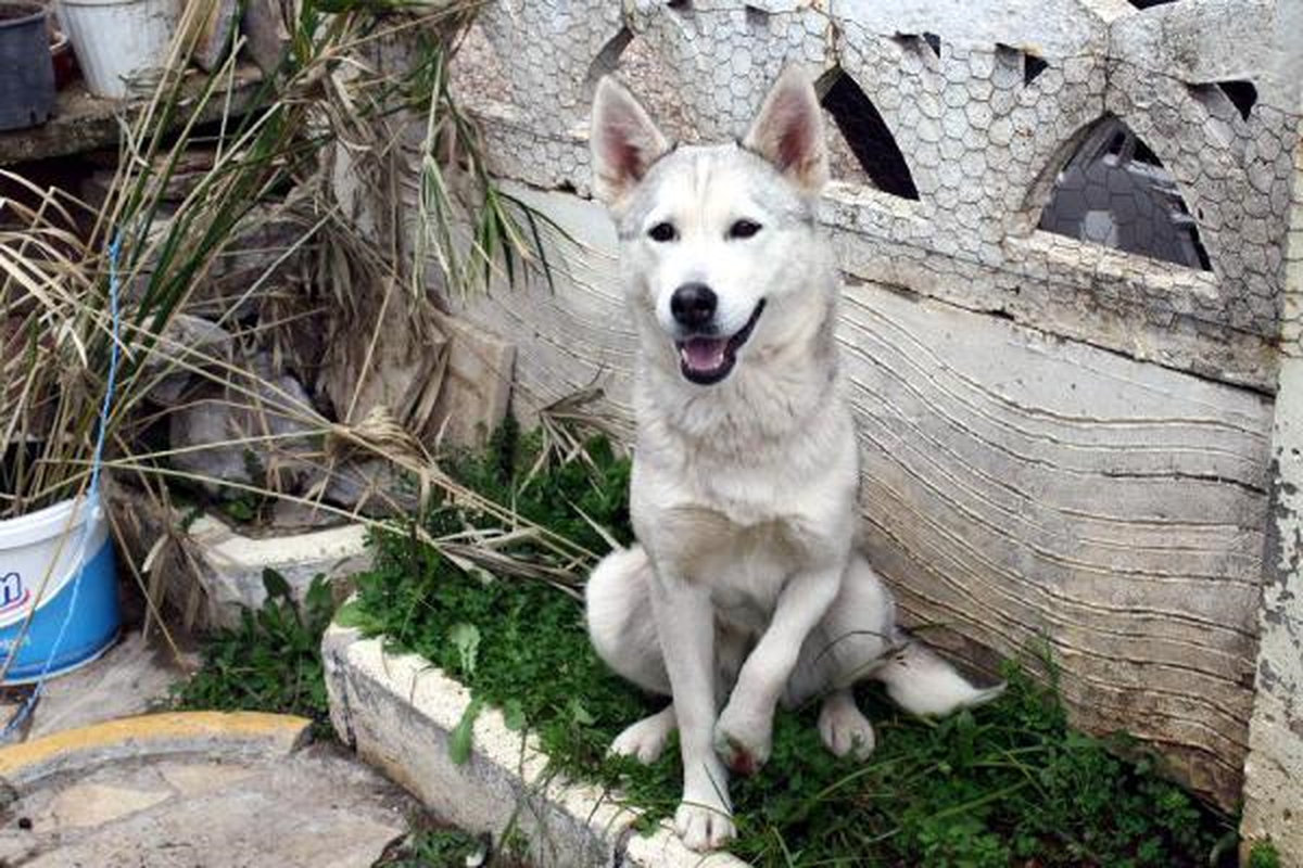 Köpeğe Tecavüze 406 TL Para, 10 Ay Hapis Cezası