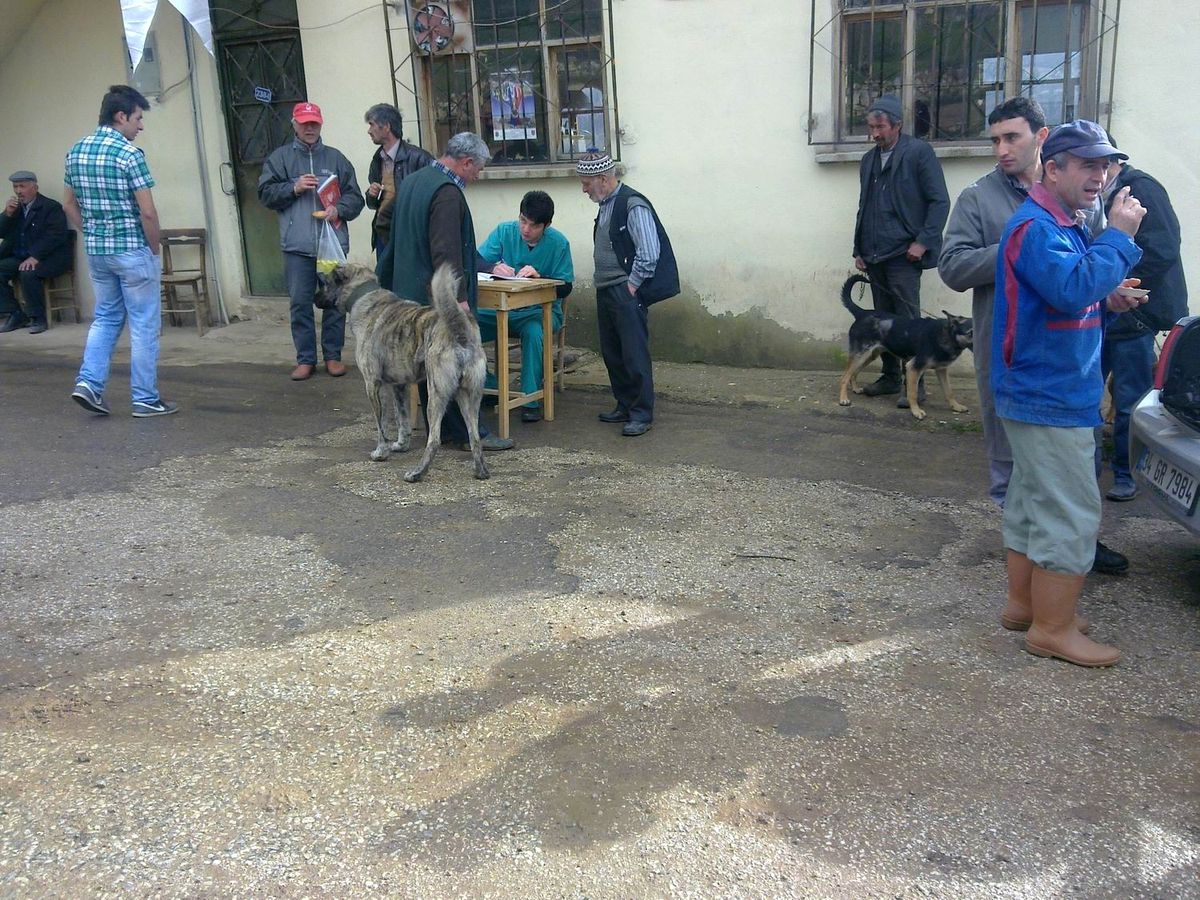 Köylerdeki Köpeklere Kuduz Aşısı