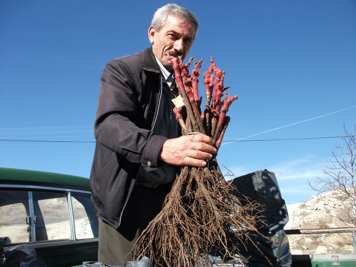 Nevşehir'de Çiftçilere Üzüm Fidanı Dağıtıldı