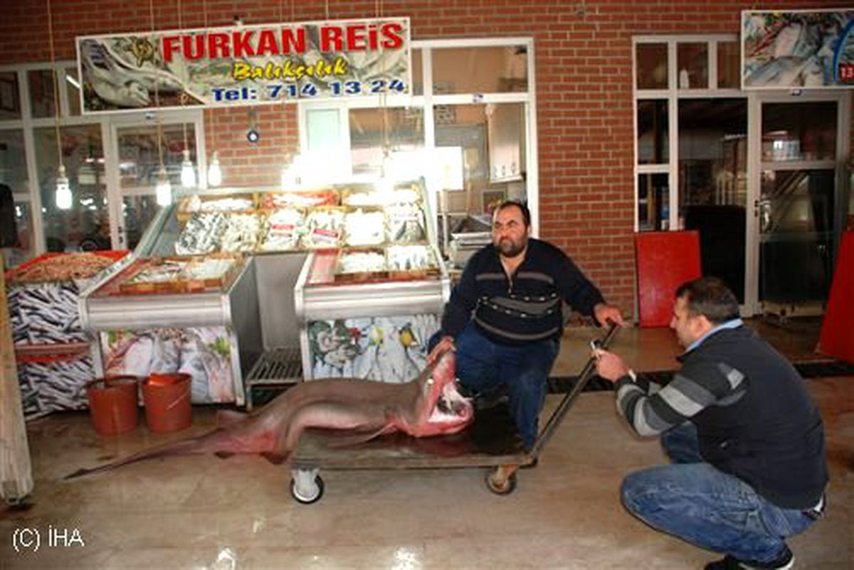 Silifke\'de 4 Metrelik Köpekbalığı Yakalandı