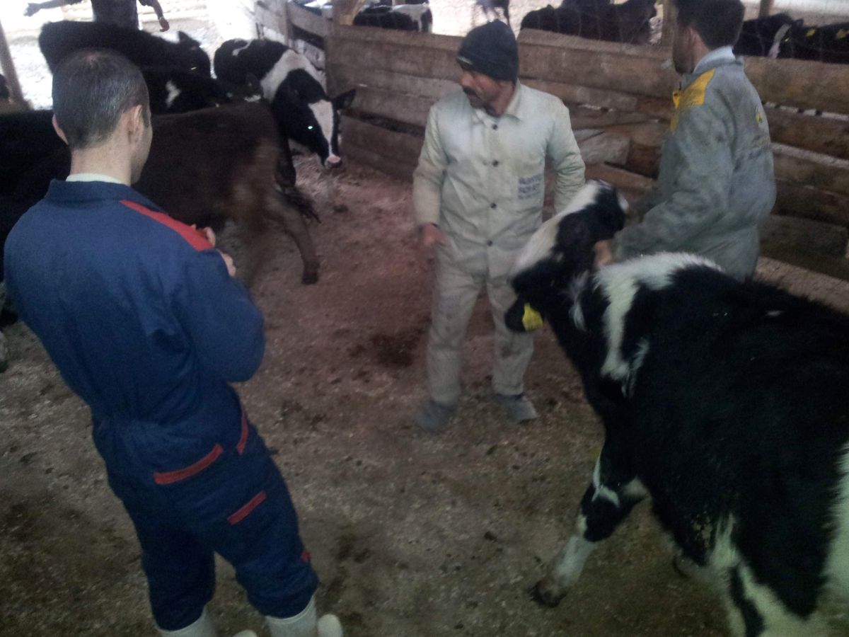 Tosya\'da Şap Hastalığı Karantinası
