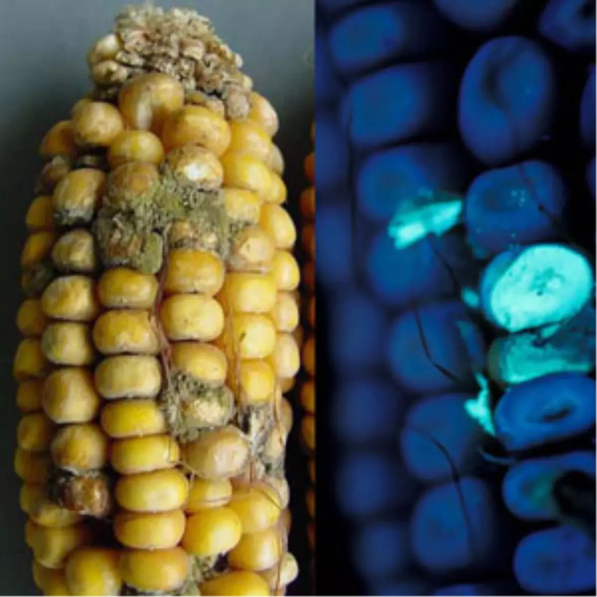 Almanya\'da Hayvan Yeminde Zehirli Madde Bulundu