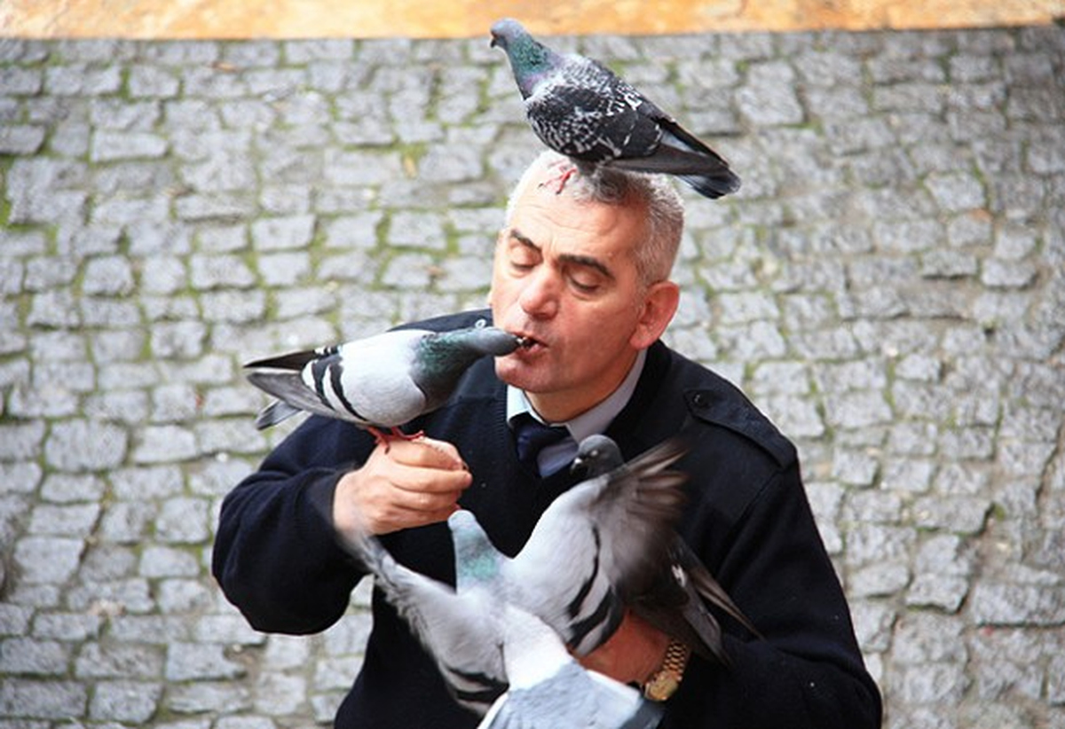 Güvercinleri fındıkla besliyor