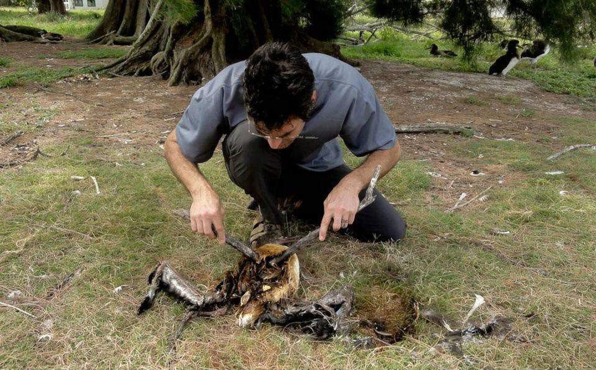 Kuşların Neslini Tüketecek Plastik Tehlike