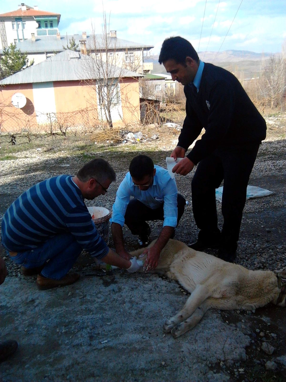 Polis, Yaralı Köpeğe Sahip Çıktı