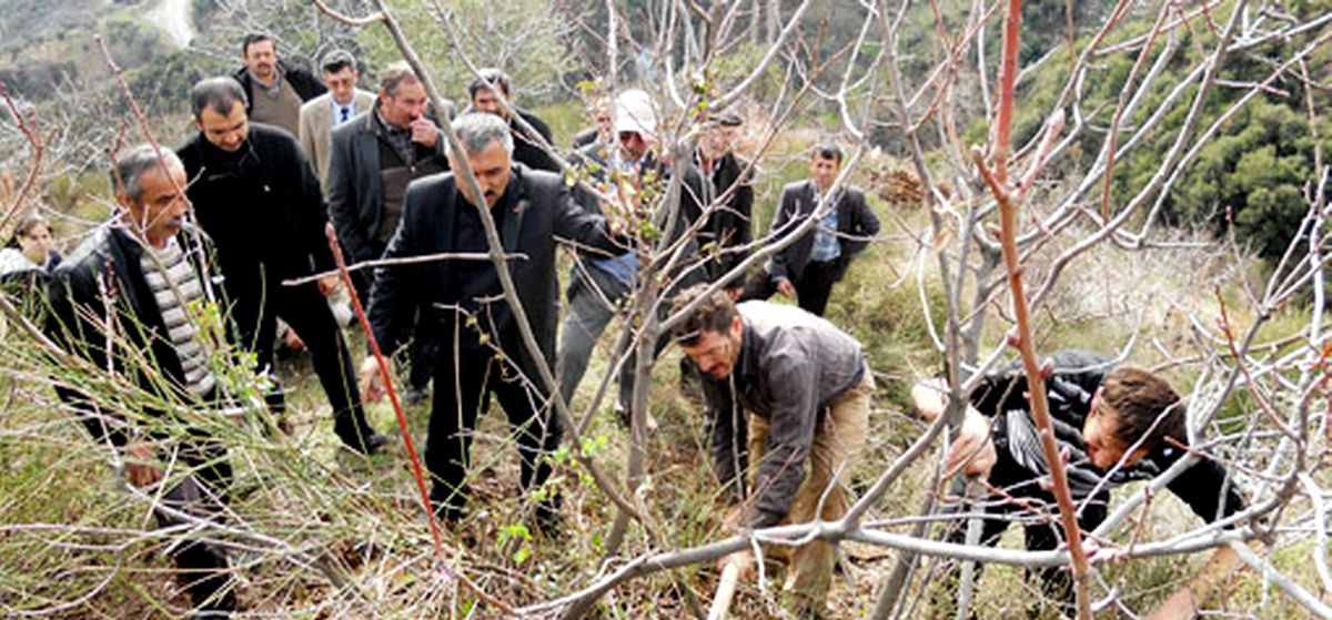 Sultansihar\'da Menengeçler Antepfıstığına Dönüşüyor