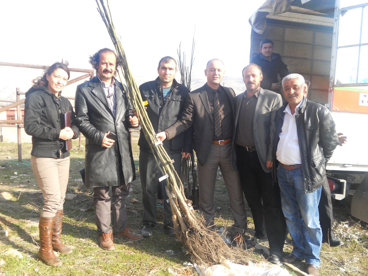 Ekinözü Çiftçisine Ceviz Fidanı Dağıtıldı